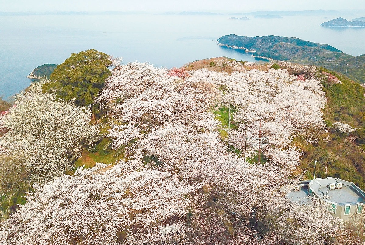さぬき桜遍路=紫雲出山山頂園地(香川県三豊市詫間町 さぬき桜遍路=紫雲出山山頂園地(香川県三豊市詫間町