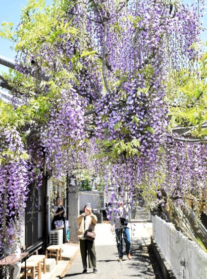 境内を薄紫色に彩る孔雀藤＝香川県高松市飯田町、岩田神社