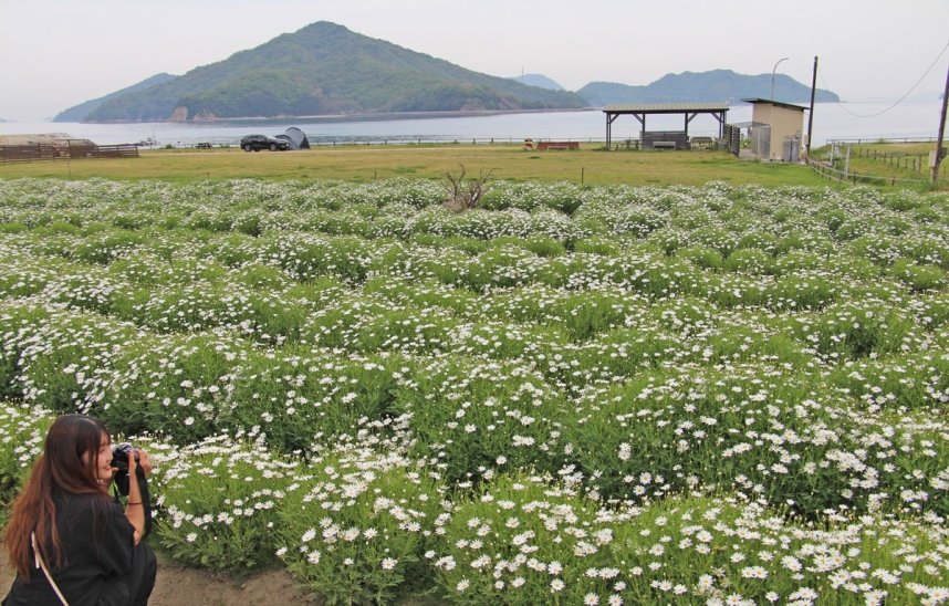 真っ白いマーガレットの花が咲き進むフラワーパーク浦島＝香川県三豊市詫間町