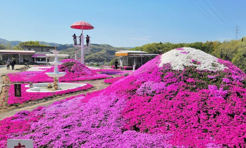 庭園を色鮮やかに彩るシバザクラ＝香川県高松市西植田町