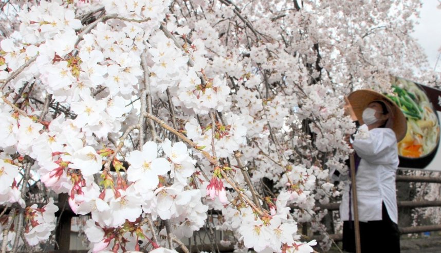 ここ数日で一気に花が開き、見頃を迎えたシダレザクラ＝さぬき市多和