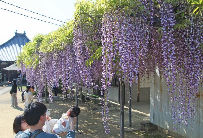 フジ棚から垂れ下がり、涼しげに揺れる花房＝香川県三豊市財田町、萬福寺
