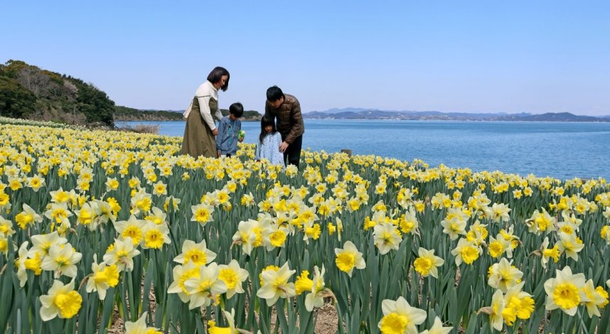 青い海を背景に鮮やかに咲き誇るラッパスイセンに見入る家族連れ＝香川県土庄町長浜