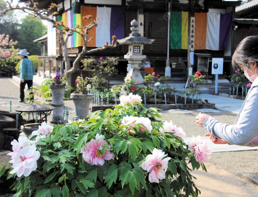 大輪のボタンの花が咲き誇る薬王寺の境内＝香川県三豊市山本町