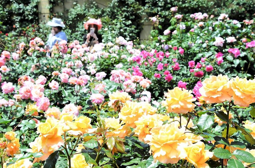 色とりどりのバラが園内を彩る「大バラまつり」＝香川県丸亀市綾歌町、ニューレオマワールド