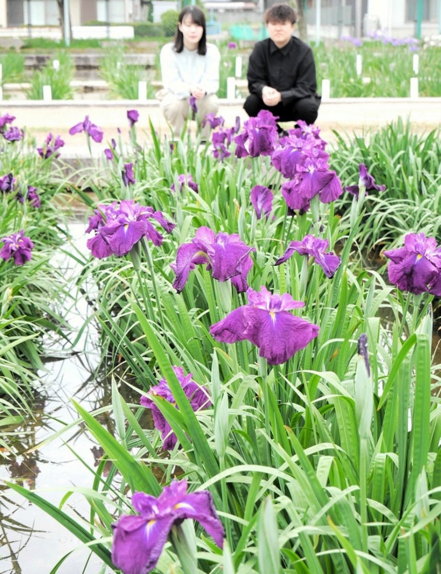 見頃を迎えているハナショウブ＝坂出市川津町、かわつ花菖蒲園