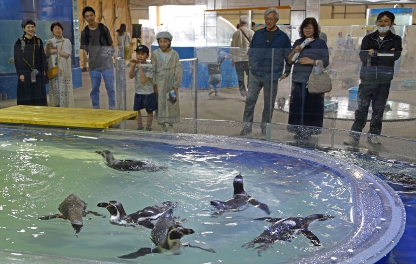 市場水族館で群れをつくって泳ぐペンギン＝香川県高松市瀬戸内町