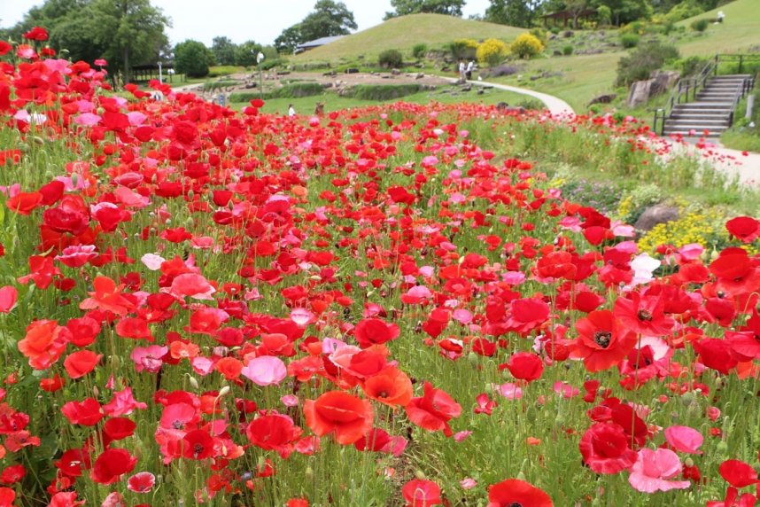 色鮮やかな花を咲かせているシャーレーポピー＝香川県仲多度郡まんのう町吉野、国営讃岐まんのう公園