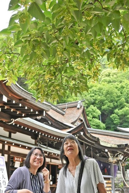 境内を彩るボダイジュの花＝香川県高松市牟礼町、八栗寺