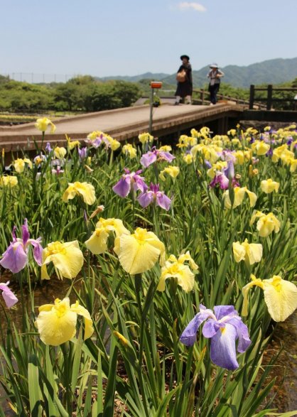 見頃を迎えた県立亀鶴公園のハナショウブ＝さぬき市長尾名