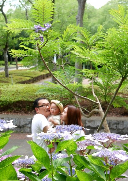 アジサイと共演するジャカランダの青紫色の花（上）＝香川県坂出市、番の州公園