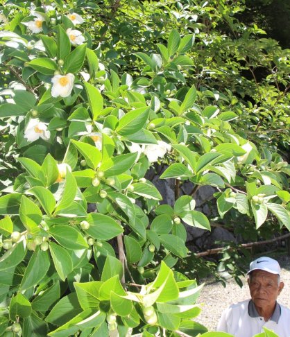 純白のかれんな花を咲かせ始めたナツツバキ＝香川県さぬき市多和