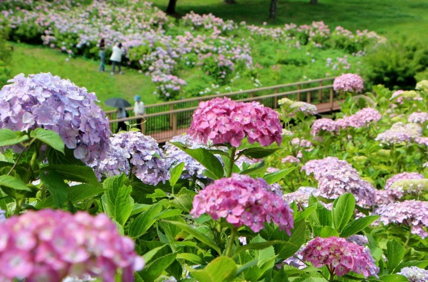 色とりどりの花をつけているアジサイ＝香川県仲多度郡まんのう町吉野、国営讃岐まんのう公園