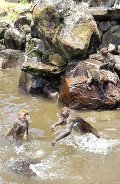 水を張ったばかりの池で、思い思いに水遊びを楽しむサルたち＝香川県小豆郡土庄町肥土山、お猿の国