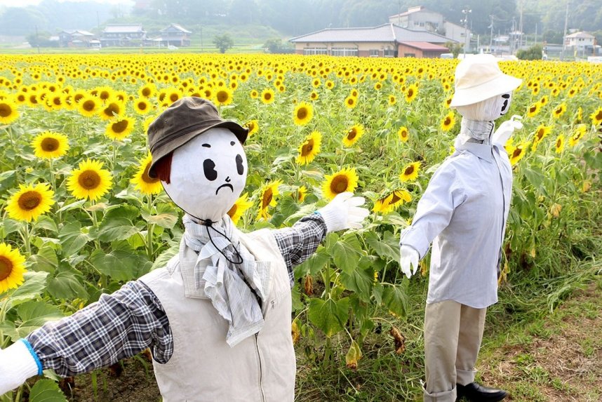 一面に広がるヒマワリ畑に設置されたかかし＝香川県仲多度郡まんのう町帆山