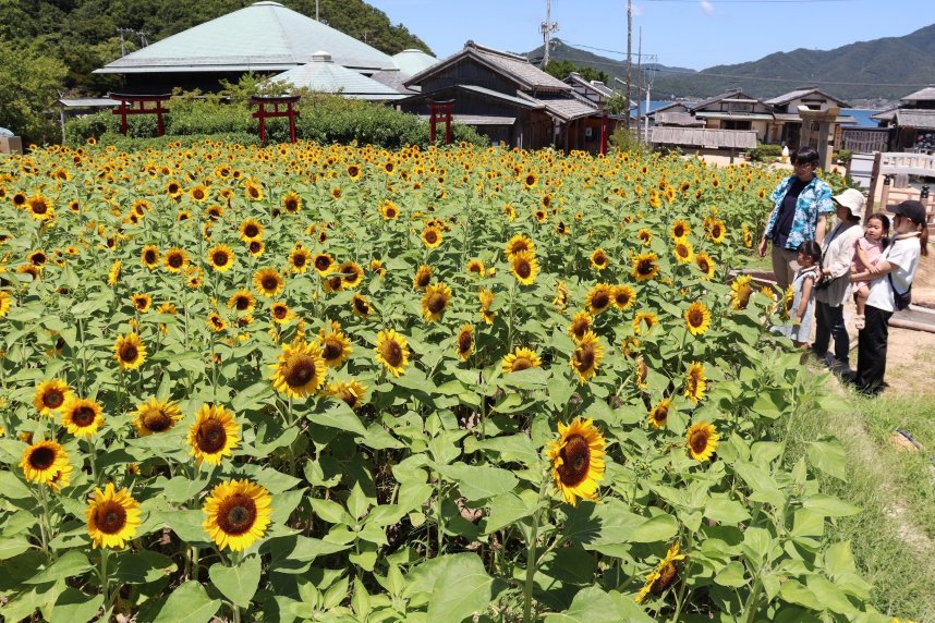 真夏の強烈な日差しに輝くヒマワリに見入る家族連れ＝香川県小豆郡小豆島町田浦、二十四の瞳映画村