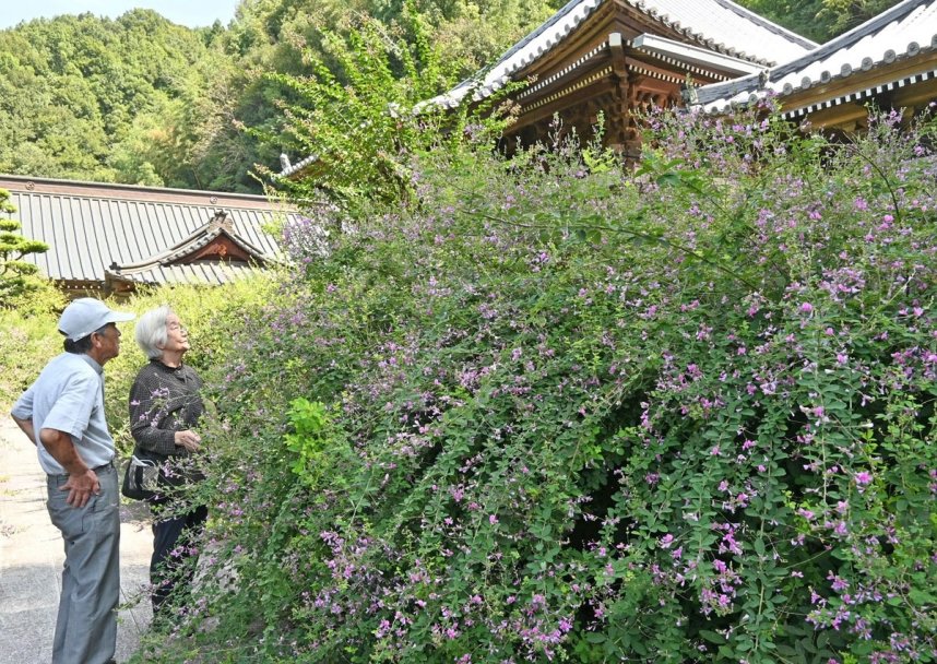 境内をかれんに彩るハギ＝香川県高松市塩江町、最明寺