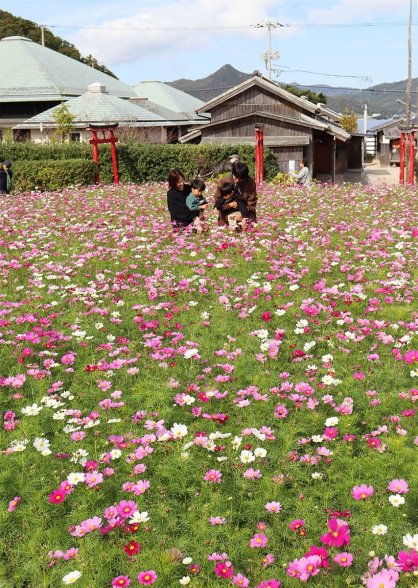 秋空の下、潮風に揺れるコスモスに見入る観光客＝香川県小豆郡小豆島町田浦、二十四の瞳映画村