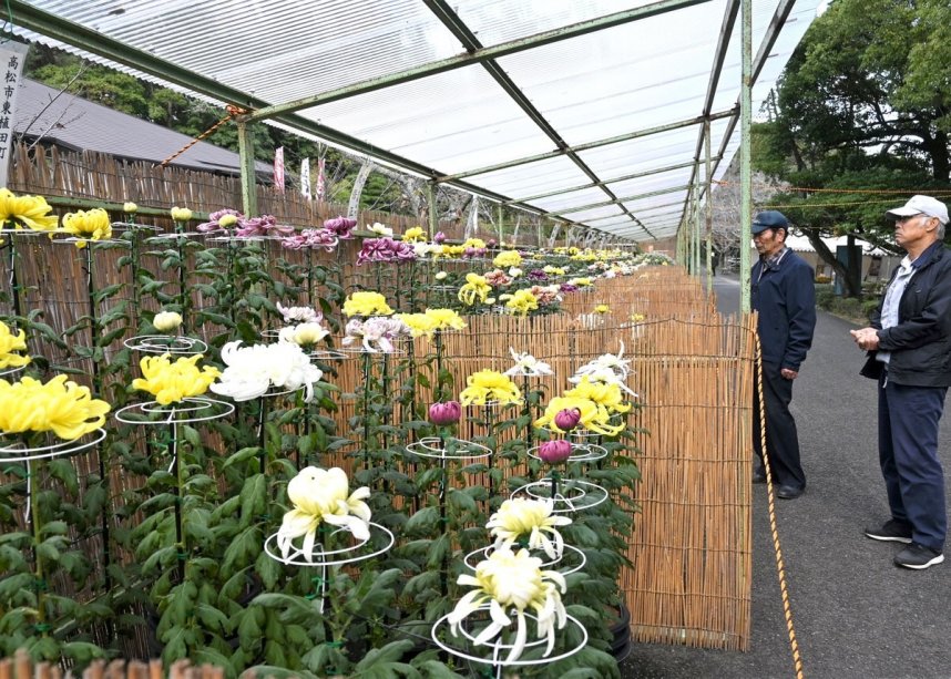 色鮮やかな菊が来園者の目を楽しませている「公渕菊花展」＝香川県高松市東植田町、公渕森林公園