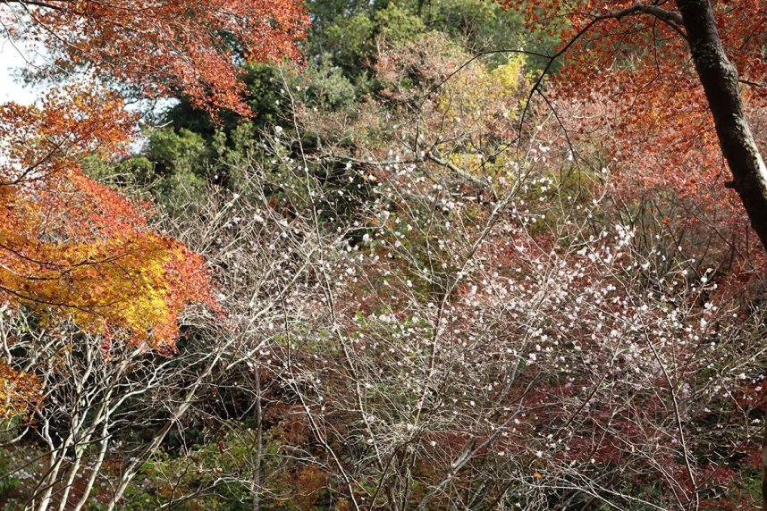 赤や黄色に色づいた紅葉の間で、淡いピンクの花を咲かせているジュウガツザクラ。紅葉は１１月いっぱい、サクラは来年１月上旬まで楽しめる＝香川県小豆郡小豆島神懸通、石門洞
