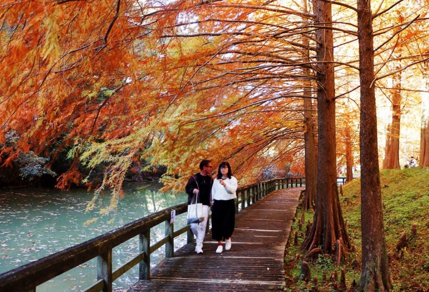 ラクウショウの紅葉を楽しむ来園者＝香川県仲多度郡まんのう町七箇、県満