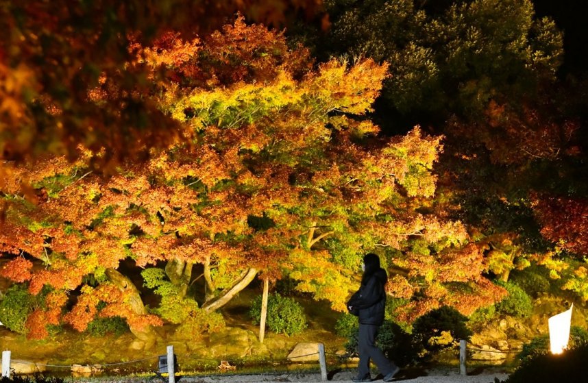 試験点灯でライトアップした栗林公園。柔らかな光に照らされ、色づき始めたモミジが浮かび上がった＝香川県高松市栗林町