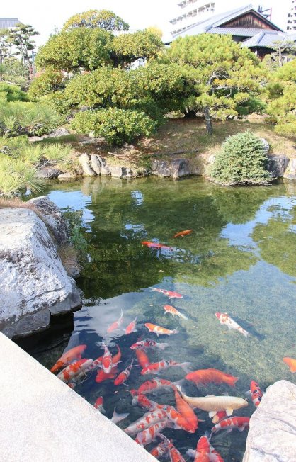 えさが購入できるあずまや近くの池にはコイが群がっていた