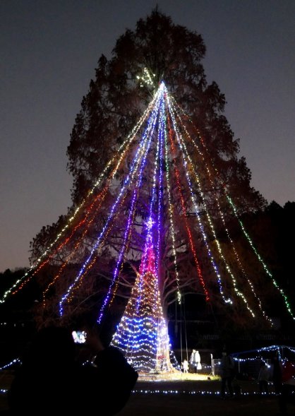 綾上棚田ビレッジ会が旧枌所小校庭のメタセコイアを使って準備した新イルミネーション＝香川県綾歌郡綾川町枌所西