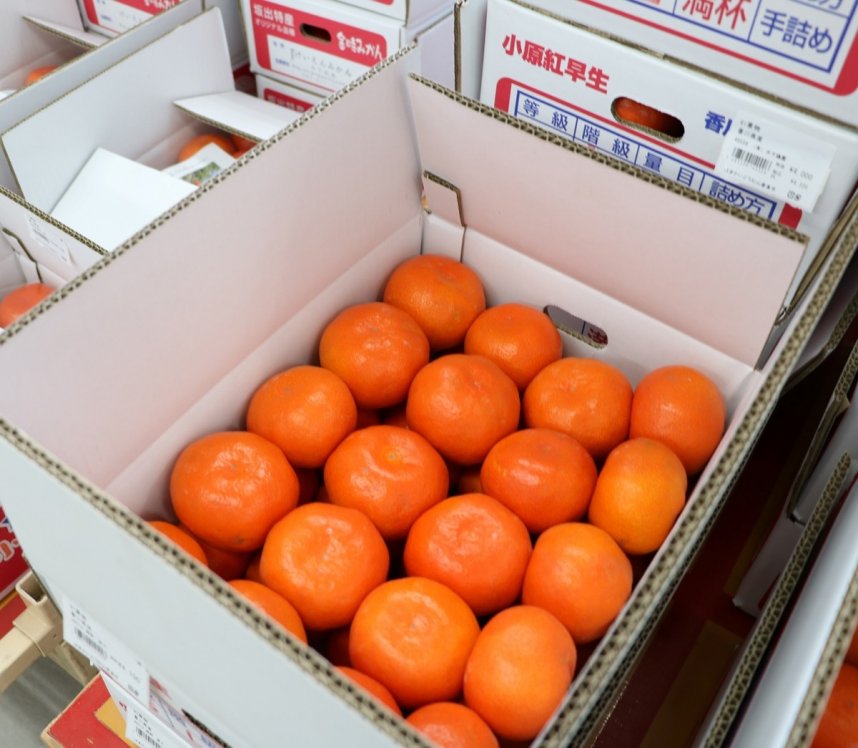 色鮮やかな「小原紅早生」。化粧箱に入ったものは関東など県外へ発送する人も多い