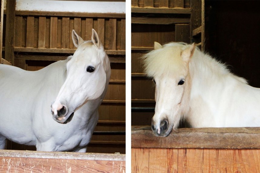 金刀比羅宮の光驥号（左）と白平号