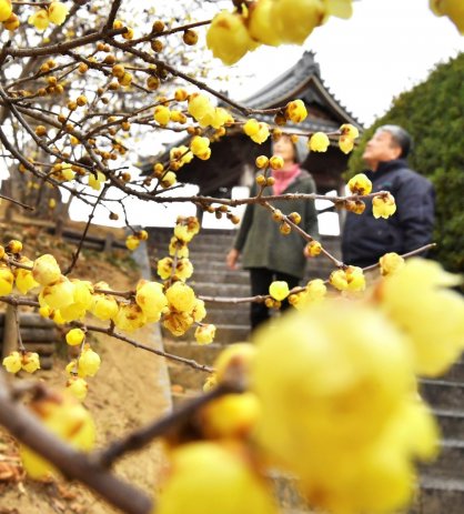 透き通るような黄色い花を咲かせ始めたロウバイ＝香川県三豊市豊中町、延命院