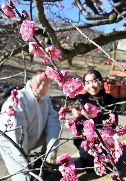 寒風の中、愛らしい花を咲かせ始めた梅の八重寒紅＝香川県高松市香南町、さぬきフラワーガーデン（香川県園芸総合センター）