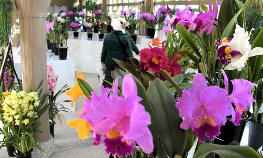 常時約１００株のカトレアが楽しめる展示会＝香川県丸亀市綾歌町、ニューレオマワールド