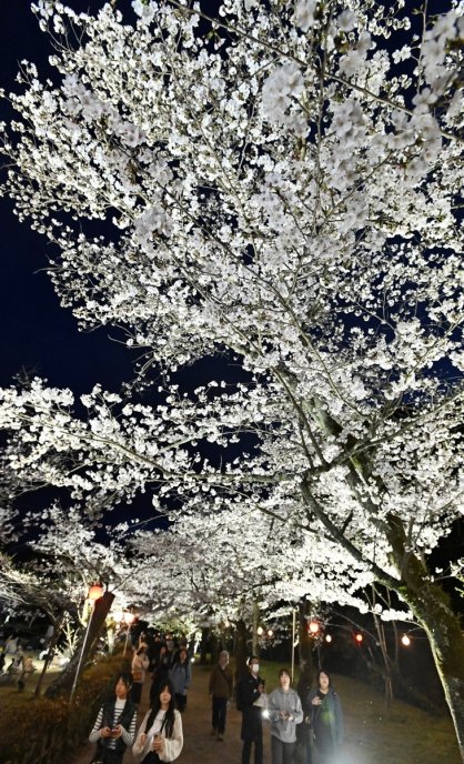 ソメイヨシノやシダレザクラなど約３００本が花を咲かせる栗林公園。夜間のライトアップでは幻想的な雰囲気が味わえる＝２０２５年４月３日、香川県高松市栗林町