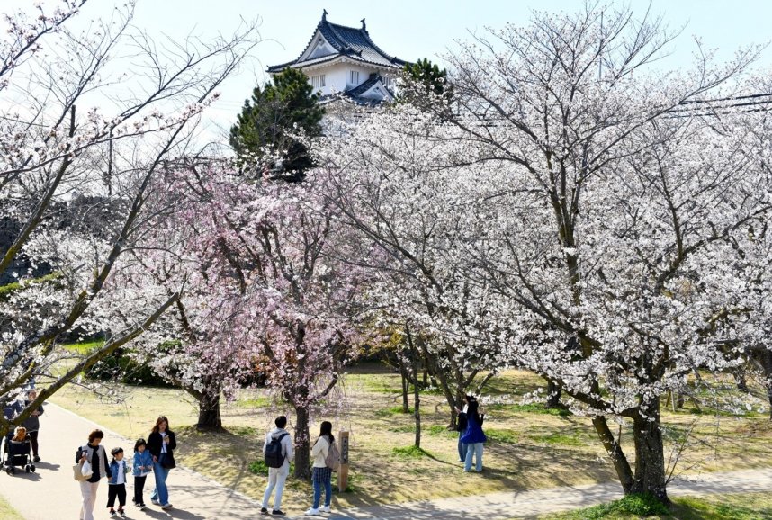 ソメイヨシノを中心に約６５０本が咲き誇る亀山公園＝２０２５年４月３日、香川県丸亀市一番丁
