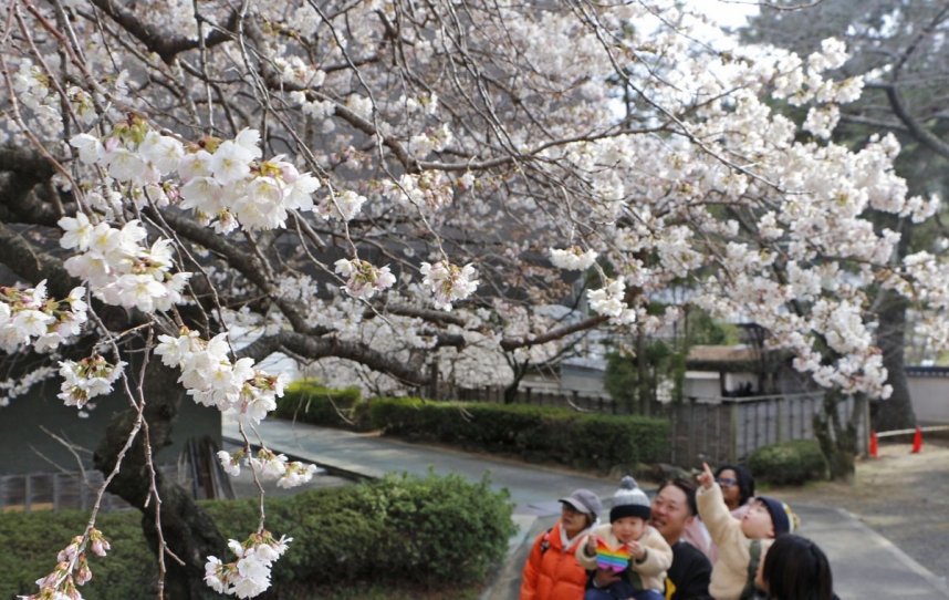 涅槃桜を眺める参拝者＝香川県善通寺市、総本山善通寺