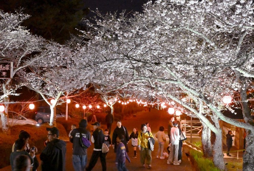公渕森林公園で始まった桜のライトアップ。淡い照明に照らされた桜のトンネルが来園者を出迎えた＝香川県高松市東植田町