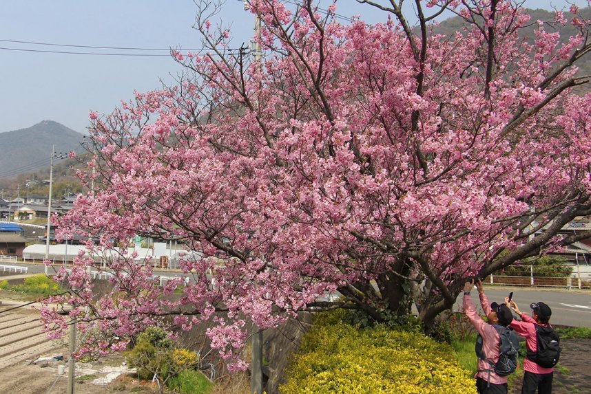 「天空の鳥居」のある稲積山（左）を背景に、濃いピンク色の花が満開になった陽光桜＝香川県観音寺市高屋町