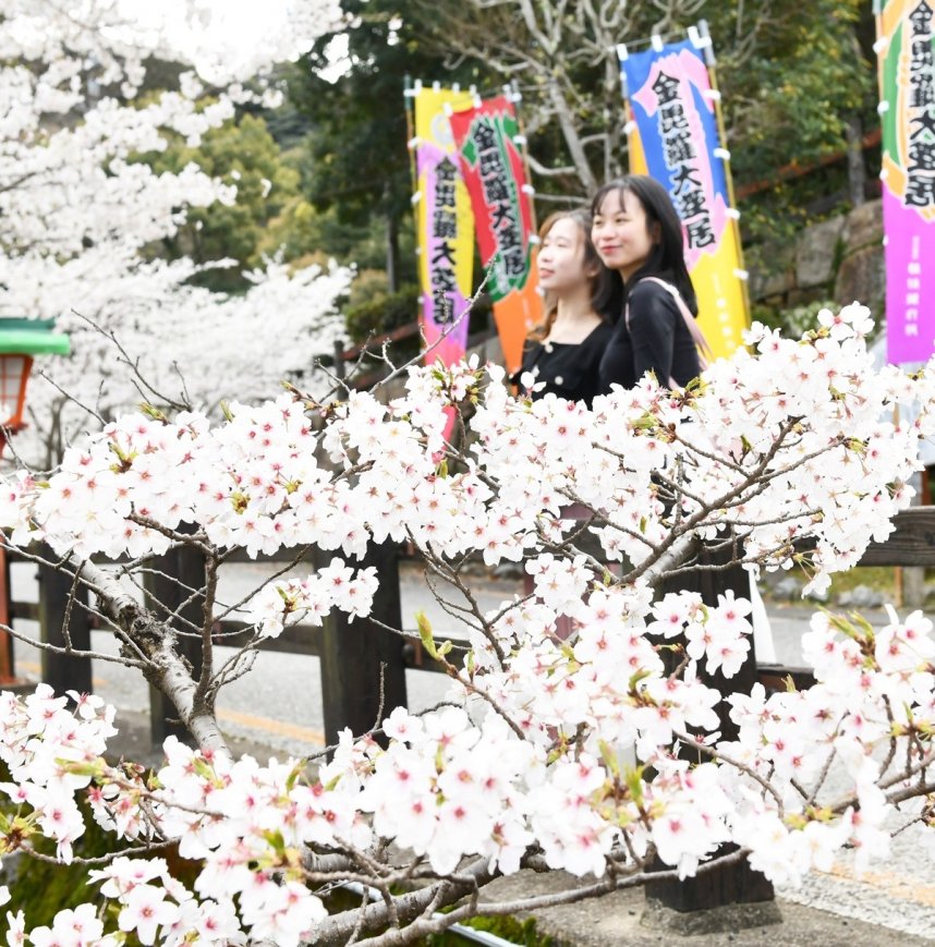 金刀比羅宮と同じく象頭山にある旧金毘羅大芝居・金丸座の周辺。歌舞伎公演が近づくと、カラフルなのぼりと桜が楽しめる＝２０２５年４月３日、香川県仲多度郡琴平町