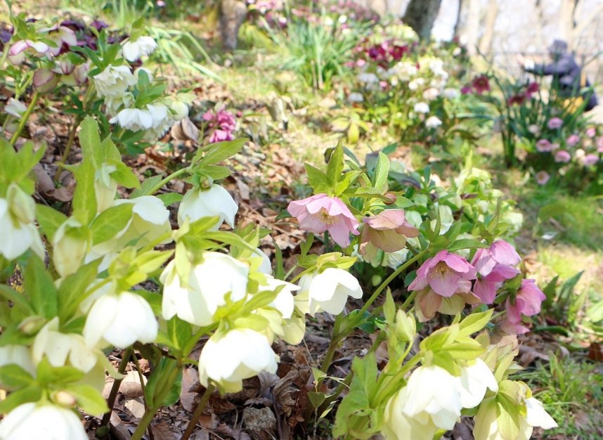 かれんな花を咲かせているクリスマスローズ＝香川県仲多度郡まんのう町吉野、国営讃岐まんのう公園