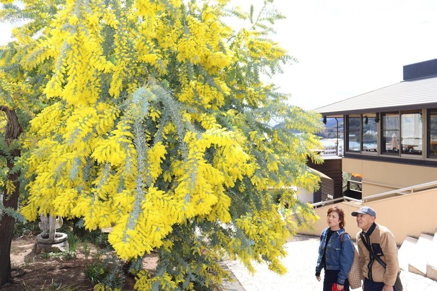 鮮やかな黄色いミモザの花に見入る観光客＝香川県小豆郡小豆島町西村、小豆島オリーブ園