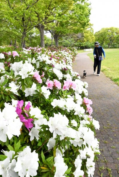 公園内をあでやかに彩るツツジ＝香川県高松市仏生山町、仏生山公園