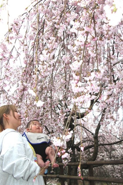 ここ数日で一気に開花し、見頃を迎えたシダレザクラ＝香川県さぬき市多和