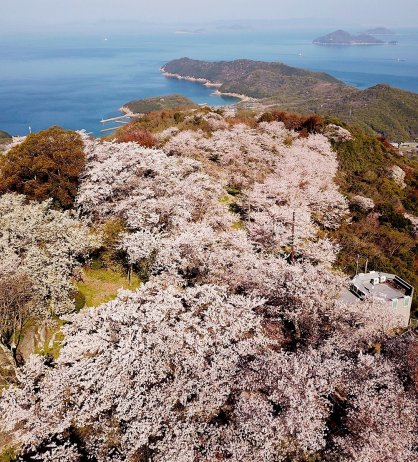紫雲出山山頂園地（特別な許可を得てドローンで8日撮影。撮影は東かがわ市のNPO法人「輝」）