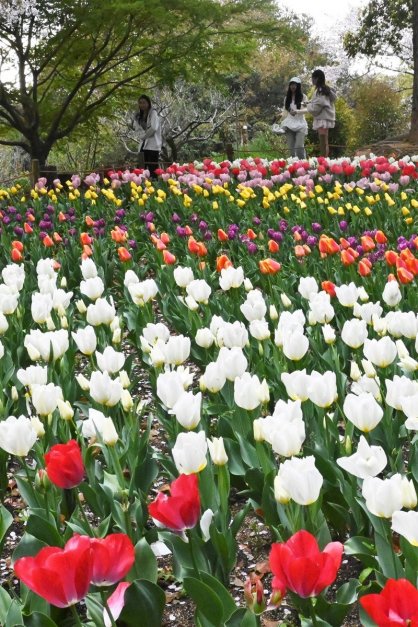 色鮮やかに咲き誇るチューリップ＝香川県高松市東植田町、公渕森林公園