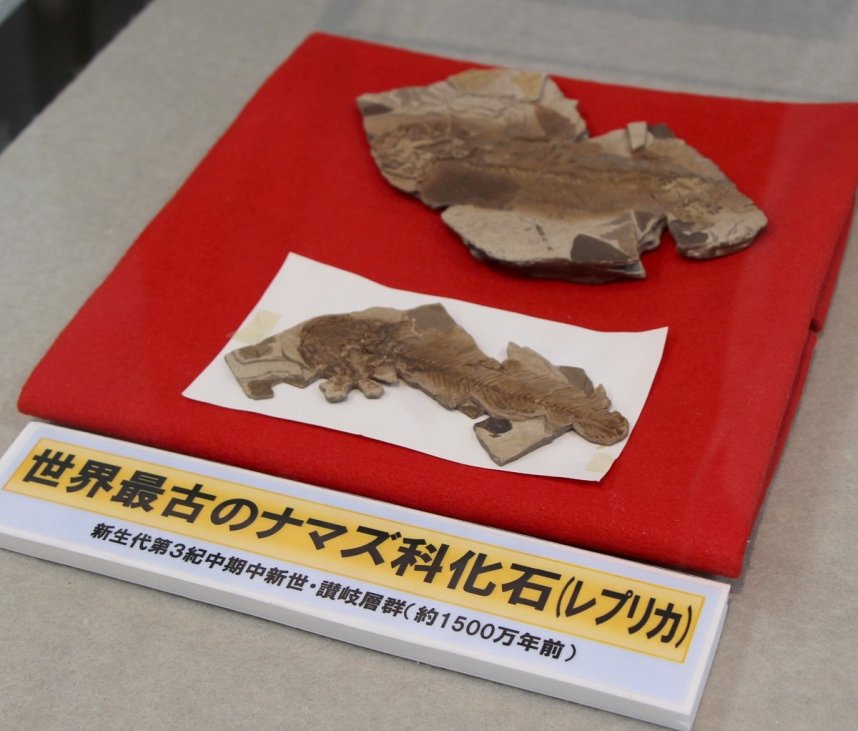 世界最古のナマズ科化石のレプリカ