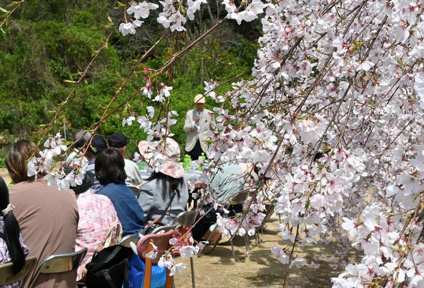 満開のシダレザクラの下、花見を楽しむ香川さくらの会の会員ら＝香川県高松市亀水町