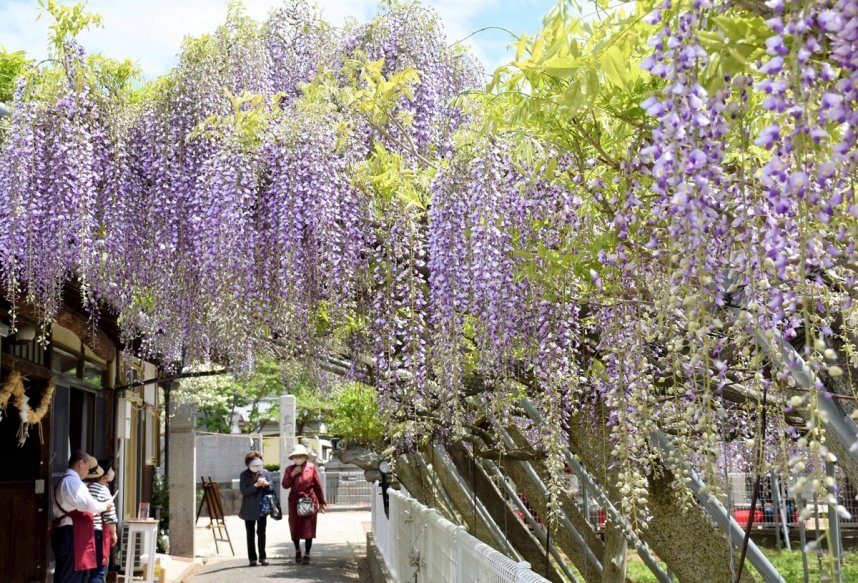 境内を薄紫色に彩る孔雀藤＝香川県高松市飯田町、岩田神社