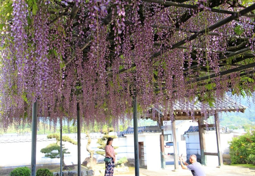 フジ棚からずらりと垂れ下がる薄紫色の花房＝香川県三豊市財田町、萬福寺