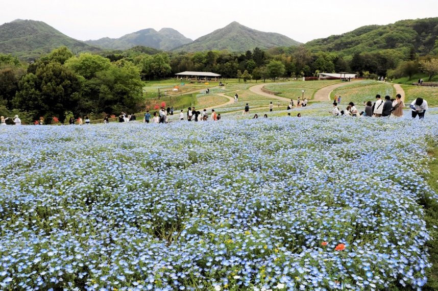 丘一面に広がるネモフィラ＝香川県仲多度郡まんのう町吉野、国営讃岐まんのう公園